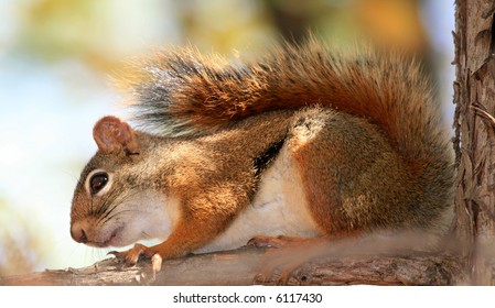 A Red Squirrel On A Tree Branch. Ottawa, Ontario. Canada.