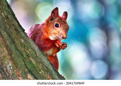 Red squirrel on a tree close up. - Shutterstock ID 2041769849