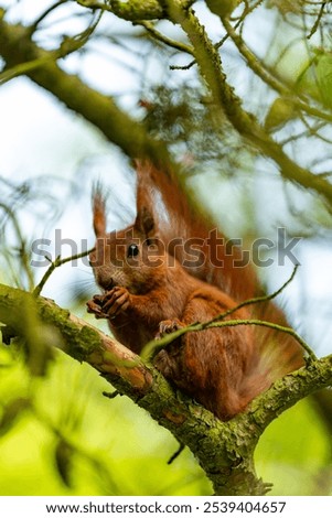 Similar – Image, Stock Photo Eating squirrel in a tree