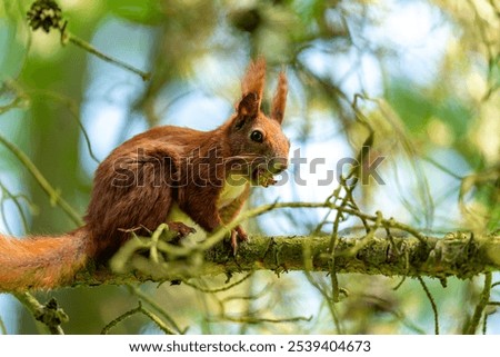 Similar – Image, Stock Photo Eating squirrel in a tree