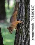 red squirrel on the tree in the forest