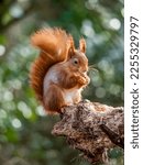 A red squirrel on a tree trunk 