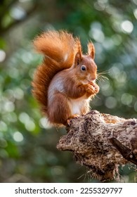 A red squirrel on a tree trunk 