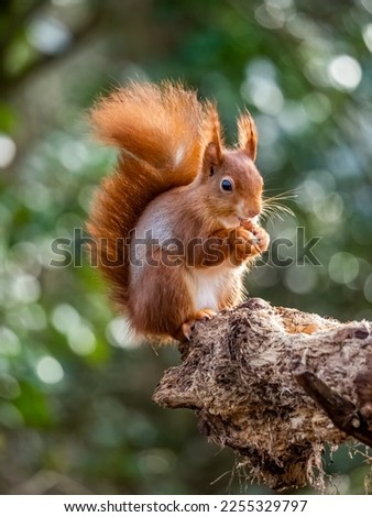 A red squirrel on a tree trunk 