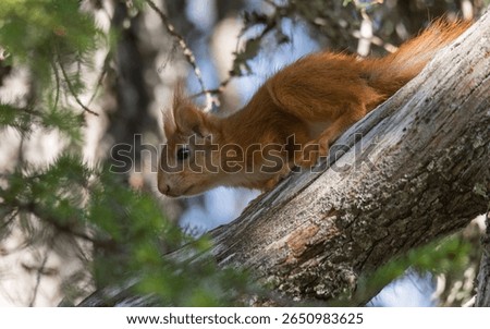 Red squirrel on tree trunk