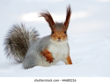 Red Squirrel On The White Snow.