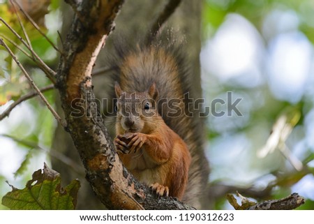 Image, Stock Photo Eating squirrel in a tree