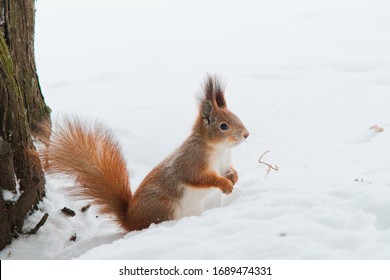 Red Squirrel In The Park In Winter