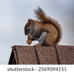 A Red Squirrel with a Peanut