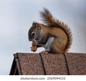 A Red Squirrel with a Peanut