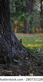 Red squirrel peeking from behind a tree trunk in a forest