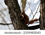 Red squirrel perched on a tree branch.