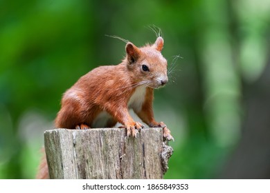 Red squirrel perched on a tree stump  with a green bcakground.  - Shutterstock ID 1865849353