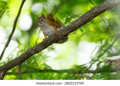 Red squirrel perches on a tree branch with an alert expression