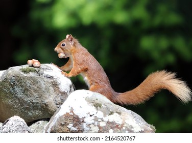 Red Squirrel Picking Up A Nut, Scotland UK
