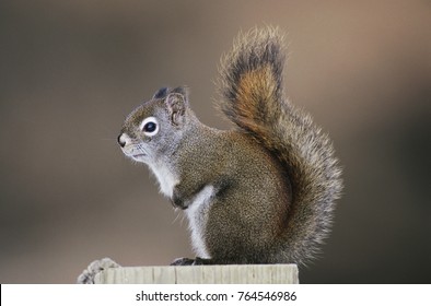 Red Squirrel, Pine Squirrel, Tamiasciurus hudsonicus, adult, Homer, Alaska, USA, March