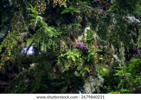 red squirrel in a pine tree closeup