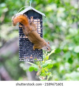 A Red Squirrel Playing. Taken In Alberta, Canada