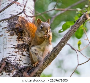 A Red Squirrel Playing. Taken In Alberta, Canada