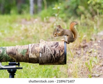 A Red Squirrel Playing. Taken In Alberta, Canada