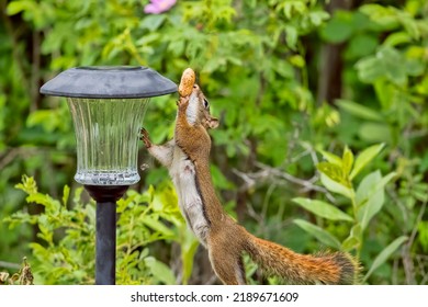 A Red Squirrel Playing. Taken In Alberta, Canada