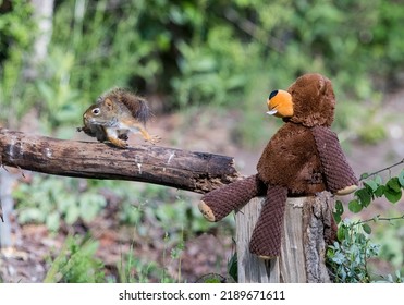 A Red Squirrel Playing. Taken In Alberta, Canada