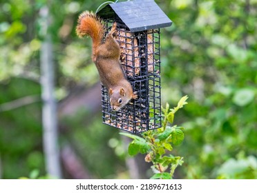 A Red Squirrel Playing. Taken In Alberta, Canada