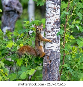 A Red Squirrel Playing. Taken In Alberta, Canada