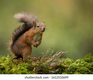 Red squirrel in the rain on green foliage with a green background. - Shutterstock ID 1612510699