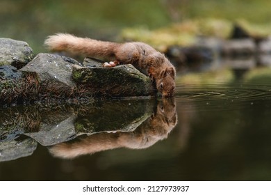 Red Squirrel Reflections, Water , Drinking