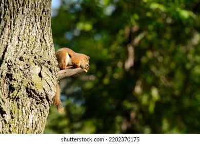 A Red Squirrel Resting On A Tree Small Tree Branch