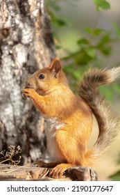 red squirrel. Rodent. The squirrel sits on a tree and eats. Beautiful red squirrel in the park. very high resolution photos - Shutterstock ID 2190177647