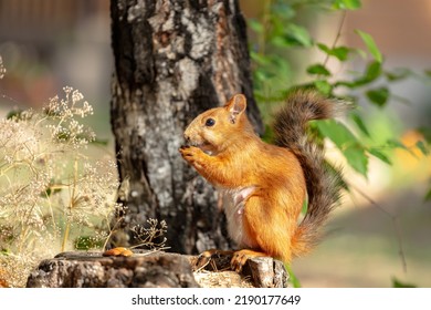 red squirrel. Rodent. The squirrel sits on a tree and eats. Beautiful red squirrel in the park. very high resolution photos