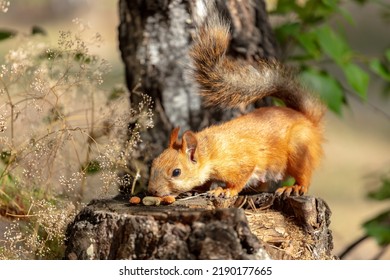 red squirrel. Rodent. The squirrel sits on a tree and eats. Beautiful red squirrel in the park. very high resolution photos