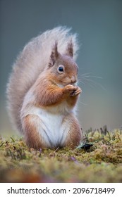 A Red Squirrel Sat On The Ground Eating A Nut. Taken In Scotland, UK