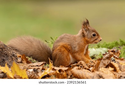 Red Squirrel, Scientific name, Sciurus vulgaris, Alert red squirrel with tufty ears, foraging in Autumn leaves and facing right.  Kinloch Rannoch. Scottish Highlands, UK.  Horizontal.  Copy Space