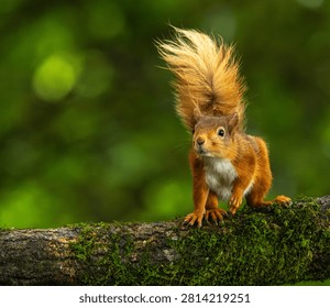 Red squirrel - Sciurus vulgaris
