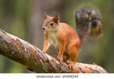 Red Squirrel (Sciurus Vulgaris)