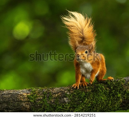 Red squirrel - Sciurus vulgaris