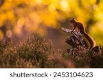 Red squirrel (Sciurus vulgaris) and autumnal colours, Cairngorms National Park, Scotland, United Kingdom, Europe
