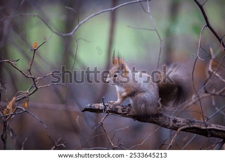 Red Squirrel (Sciurus vulgaris), a bold mammal of the Rodentia order, captured in a close-up portrait, showcasing its rich woolly fur. Photographed in Hietzing, 1130 Vienna, Austria at Schonbrunn.