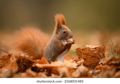 Red squirrel ( Sciurus vulgaris ) close up