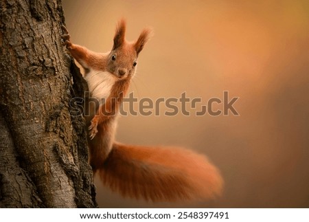 Red squirrel ( Sciurus vulgaris ) close up