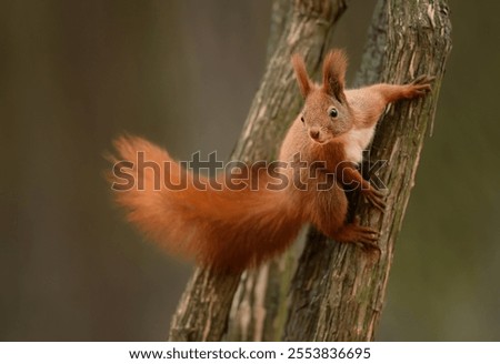 Red squirrel ( Sciurus vulgaris ) close up
