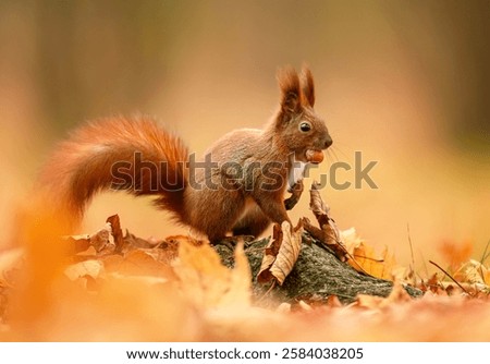 Red squirrel ( Sciurus vulgaris ) close up