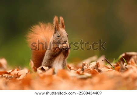Red squirrel ( Sciurus vulgaris ) close up