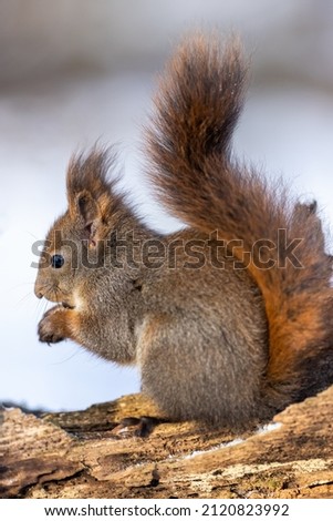 Red squirrel, Sciurus vulgaris, Cute arboreal, omnivorous rodent . Portrait of eurasian squirrel in winter time.