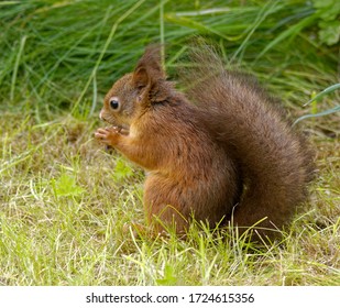 Red Squirrel  (Sciurus vulgaris) eating nut on ground on grass. - Powered by Shutterstock