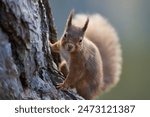 Red Squirrel (Sciurus vulgaris) feeding in a forest in the Highlands of Scotland.