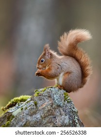 Red Squirrel, Sciurus vulgaris, in the forest eating a nut